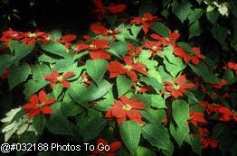 Candle surrounded by poinsettias